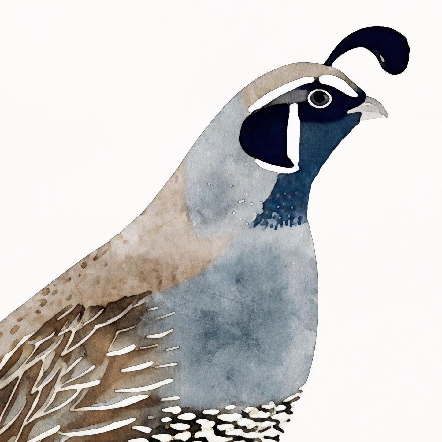 Close-up of a watercolor California quail, highlighting its blue-gray chest, brown feathered wing, and distinctive dark head plume. The soft brushstrokes and muted tones create a delicate, minimalist style against a clean white background.