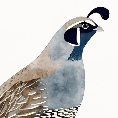 Close-up of a watercolor California quail, highlighting its blue-gray chest, brown feathered wing, and distinctive dark head plume. The soft brushstrokes and muted tones create a delicate, minimalist style against a clean white background.