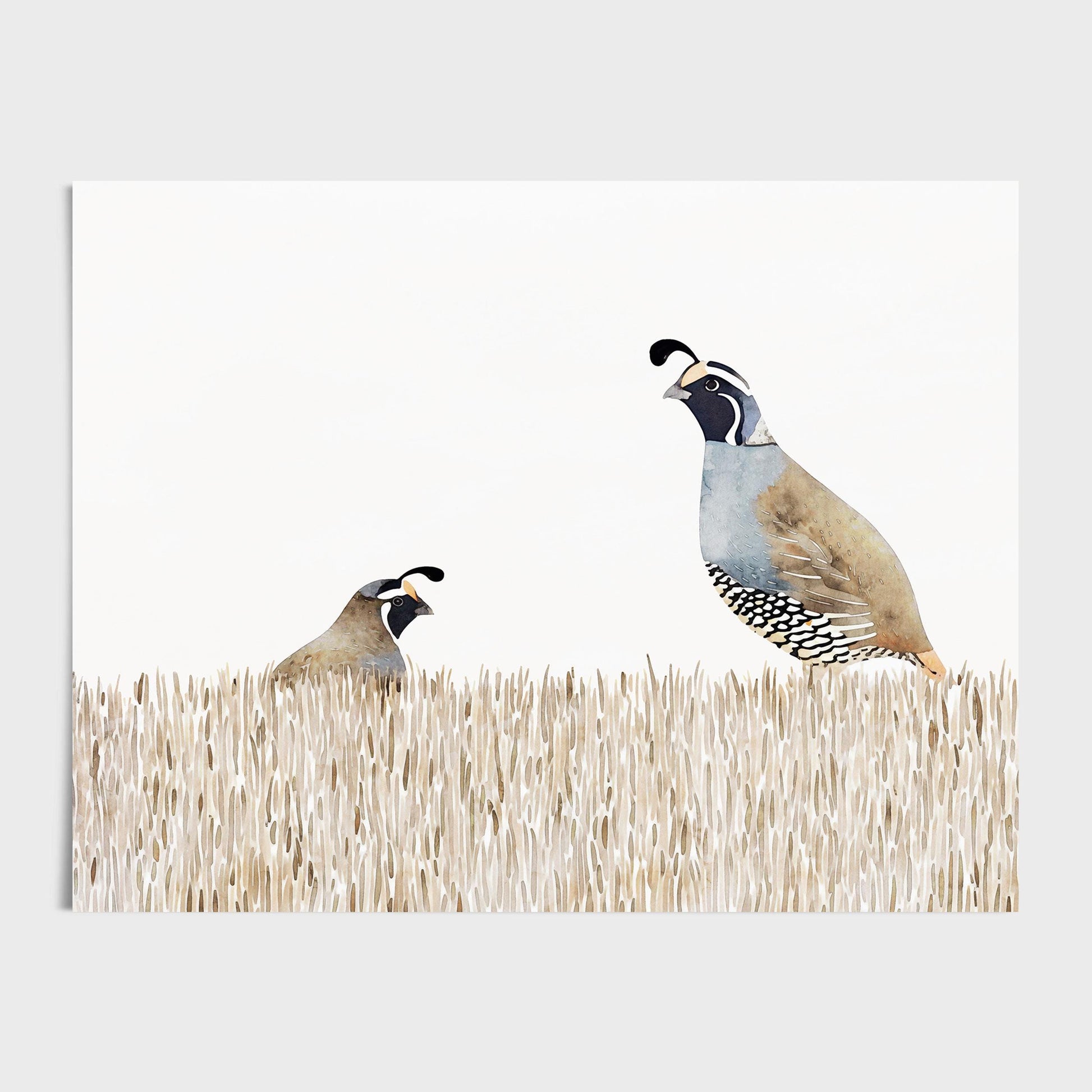 Minimalist watercolor illustration of two California quail in tall beige grass on a white background, featuring soft neutral tones and delicate detailing in the feathers and grass.