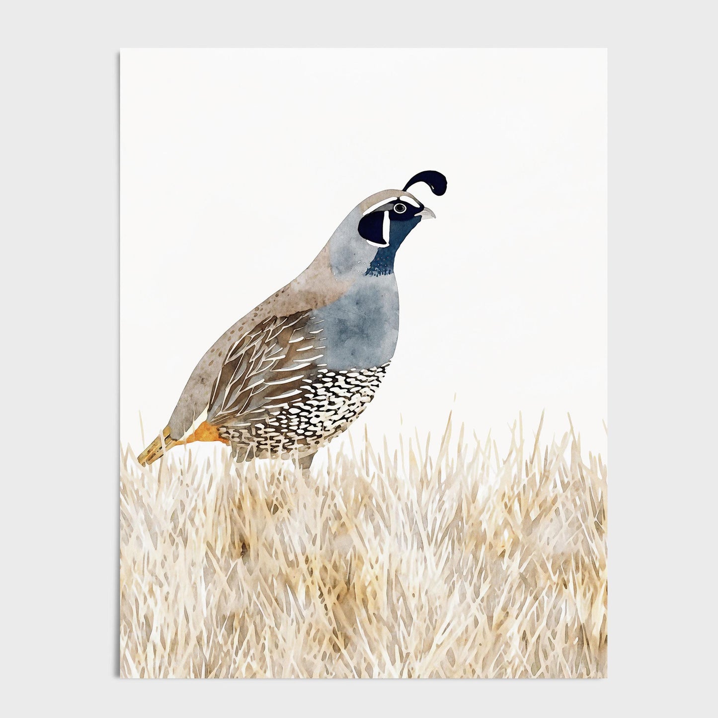 Watercolor painting of a California quail standing in tall golden grasses, featuring soft shades of brown, blue, and gray. The bird’s distinctive head plume and patterned feathers are detailed against a clean white background, giving the artwork a minimalist, nature-inspired style.