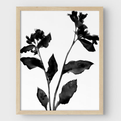 Black and White Flower Silhouette II Print