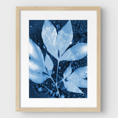 Peony Leaves Cyanotype Print