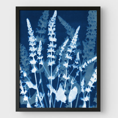Salvia Cyanotype Print