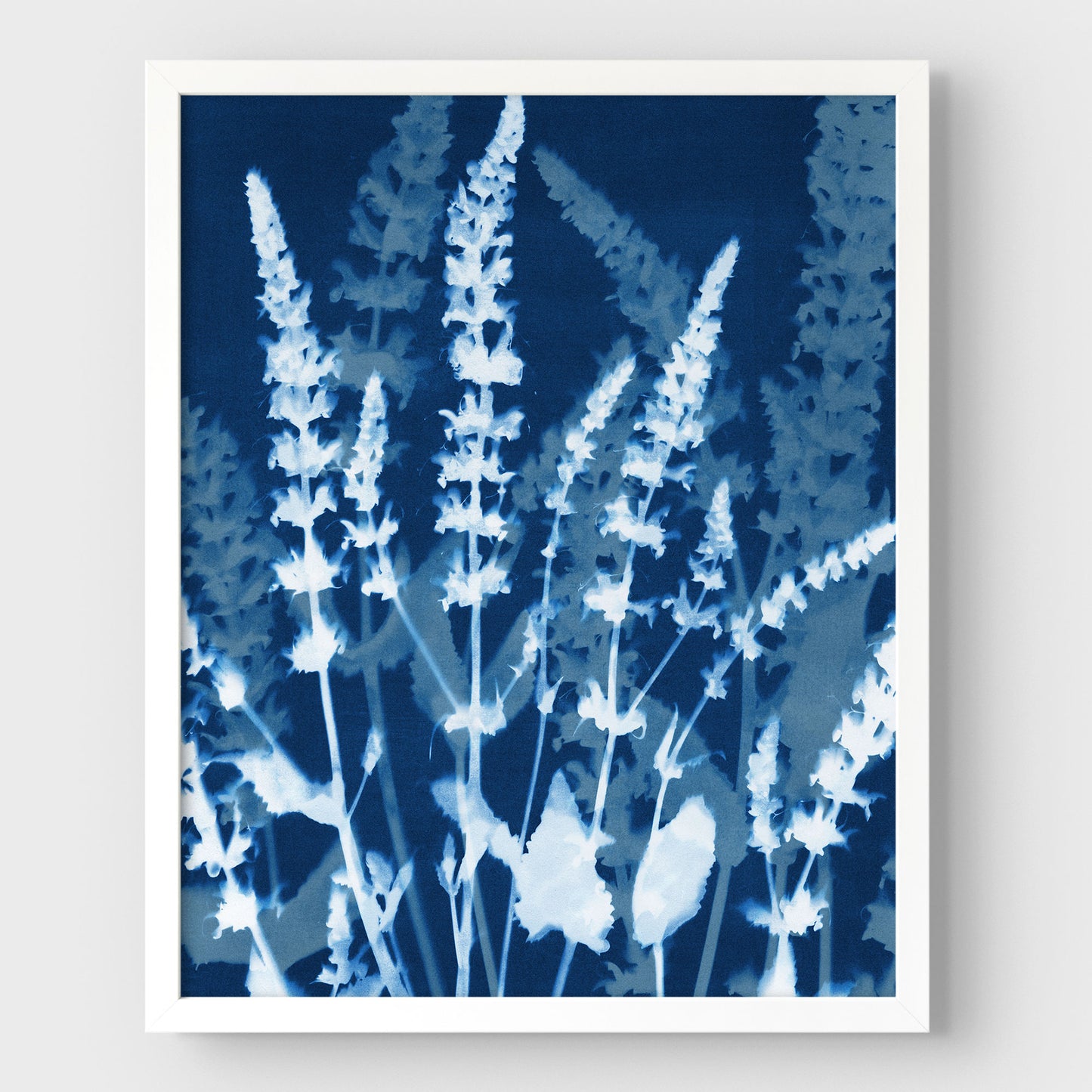 Salvia Cyanotype Print