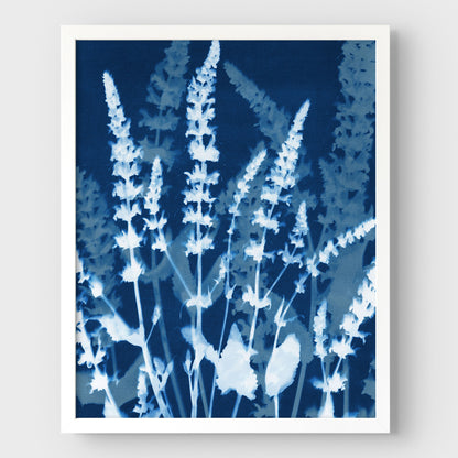 Salvia Cyanotype Print