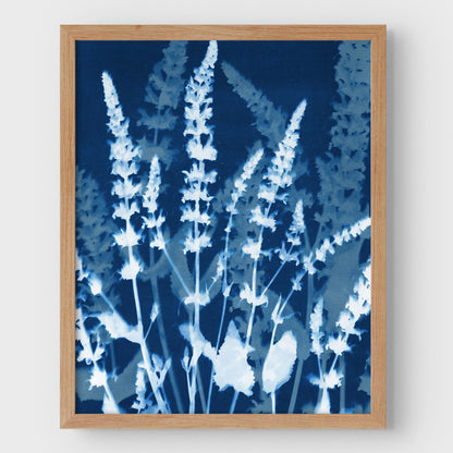 Salvia Cyanotype Print
