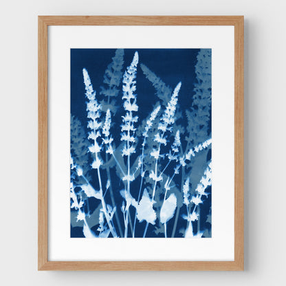 Salvia Cyanotype Print