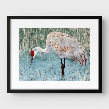 Sandhill Crane Watercolor Print