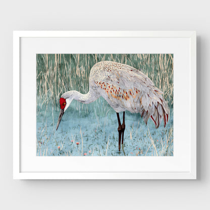 Sandhill Crane Watercolor Print
