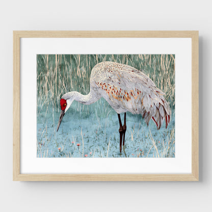 Sandhill Crane Watercolor Print