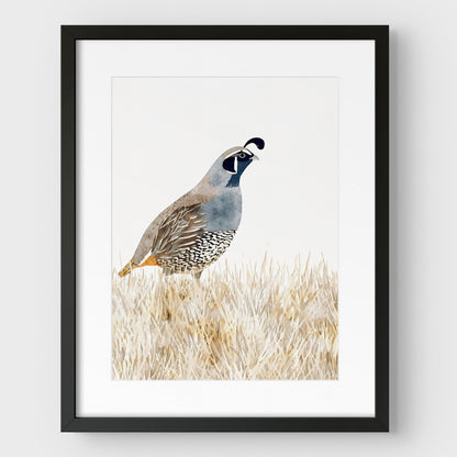California Quail Minimalist Watercolor Print