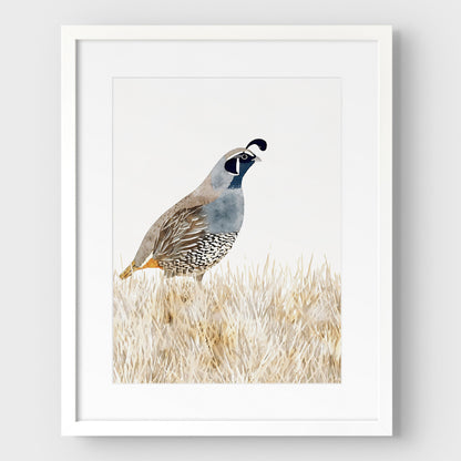 California Quail Minimalist Watercolor Print