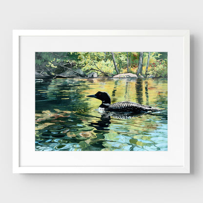 Common Loon Swimming in a Lake Art Print