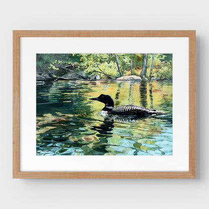 Common Loon Swimming in a Lake Art Print