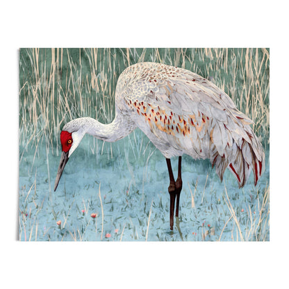 Watercolor painting of a sandhill crane with a vivid red crown, long beak, and soft gray feathers accented with orange. The bird stands in shallow blue-green water surrounded by tall marsh grasses, captured in a detailed, naturalistic style.